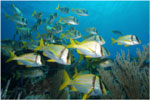 The fish species of the northern coast of Ciego de Avila province