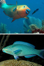 The parrotfishes of the Gardens of the Queen: a colorful family of great ecological importance