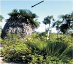 Nature privileges Jardines de la Reina with a unique plant species: the Cuban Petticoat Palm Tree