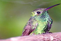 The IUCN evaluated bird taxa of Jardines de la Reina